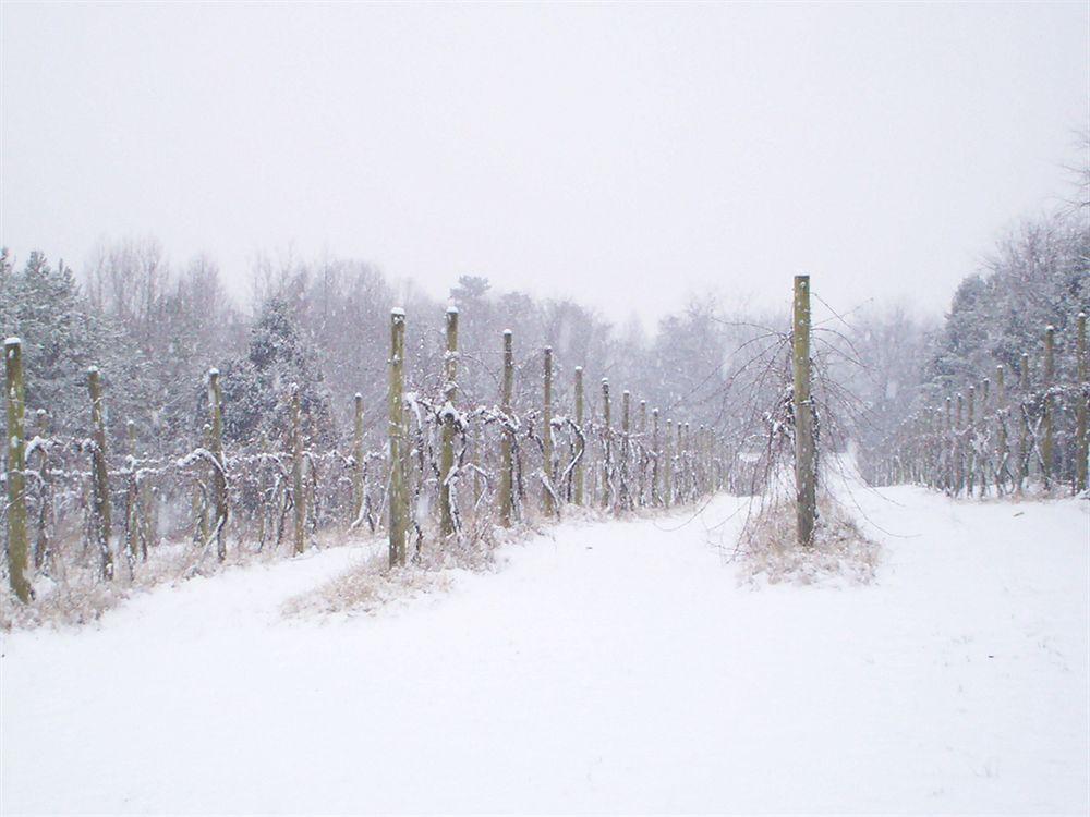 High Meadows Vineyard Inn Scottsville Dış mekan fotoğraf